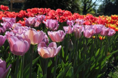 Çiçeği güzel ve renkli Lale çiçek çayır. Seçici odak.