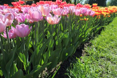 Çiçeği güzel ve renkli Lale çiçek çayır. Seçici odak.