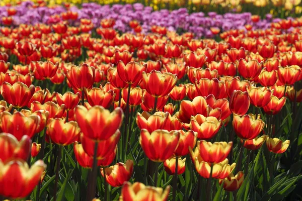 Bella Colorata Fioritura Tulipano Fiori Prato Focus Selettivo — Foto Stock