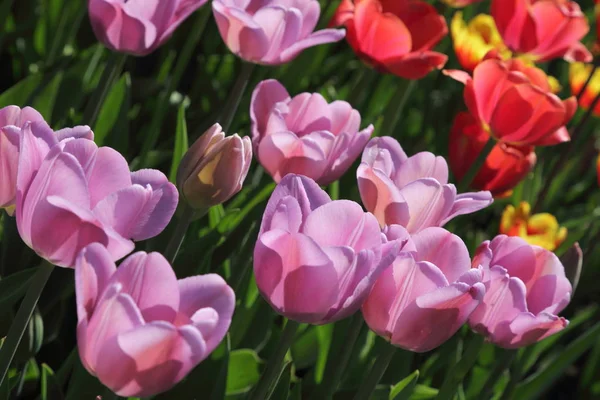 Beautiful Colorful Blossom Tulip Flowers Meadow Selective Focus — Stock Photo, Image