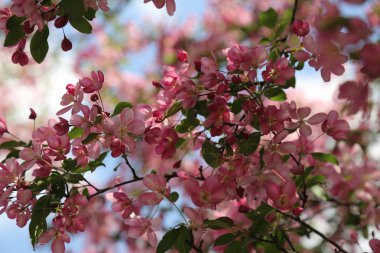 Çiçeği pembe elma ağacı güneşli bir bahar günü, Moscow, Rusya Federasyonu, parkta güzel açık görüntüsü. Seçilen odak.