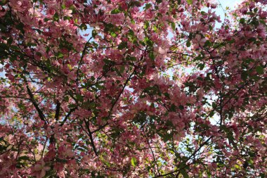 Çiçeği pembe elma ağacı güneşli bir bahar günü, Moscow, Rusya Federasyonu, parkta güzel açık görüntüsü. Seçilen odak.