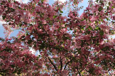 Çiçeği pembe elma ağacı güneşli bir bahar günü, Moscow, Rusya Federasyonu, parkta güzel açık görüntüsü. Seçilen odak.