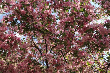 Çiçeği pembe elma ağacı güneşli bir bahar günü, Moscow, Rusya Federasyonu, parkta güzel açık görüntüsü. Seçilen odak.