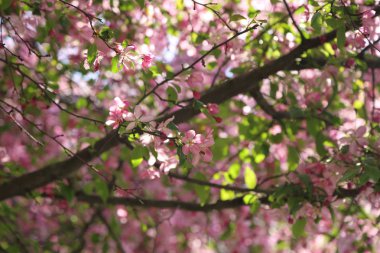 Çiçeği pembe elma ağacı güneşli bir bahar günü, Moscow, Rusya Federasyonu, parkta güzel açık görüntüsü. Seçilen odak.
