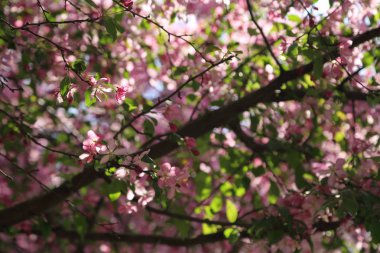 Çiçeği pembe elma ağacı güneşli bir bahar günü, Moscow, Rusya Federasyonu, parkta güzel açık görüntüsü. Seçilen odak.