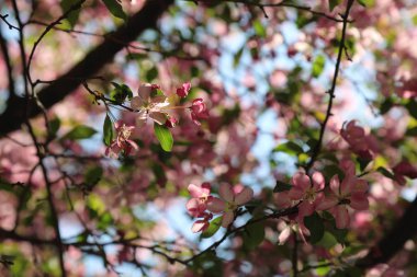 Çiçeği pembe elma ağacı güneşli bir bahar günü, Moscow, Rusya Federasyonu, parkta güzel açık görüntüsü. Seçilen odak.