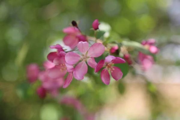 Beautiful Outdoor Image Blossom Pink Apple Tree Park Sunny Spring — Stock Photo, Image