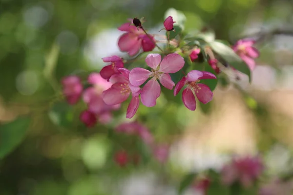 Beautiful Outdoor Image Blossom Pink Apple Tree Park Sunny Spring — Stock Photo, Image