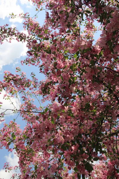 Belle Image Extérieure Pommier Rose Fleuri Dans Parc Jour Ensoleillé — Photo