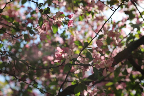 Çiçeği pembe elma ağacı güneşli bir bahar günü, Moscow, Rusya Federasyonu, parkta güzel açık görüntüsü. Seçilen odak.