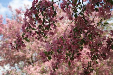 Çiçeği pembe elma ağacı güneşli bir bahar günü, Moscow, Rusya Federasyonu, parkta güzel açık görüntüsü. Seçilen odak.