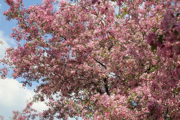 晴れた春の日 ロシア連邦モスクワにある公園で花ピンクのりんごの木の美しい屋外画像 選択したフォーカス — ストック写真