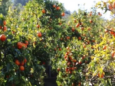 Eski Tangerine Orchard. Seçilen odak. Bulanıklık arka planı.