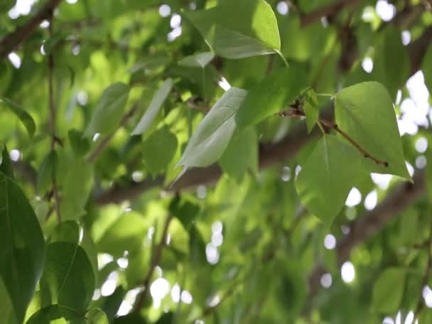 Υπέροχα Πράσινα Φύλλα Χαιρετάνε Δέντρα Την Άνοιξη Επιλεγμένη Εστίαση Θόλωμα — Αρχείο Βίντεο