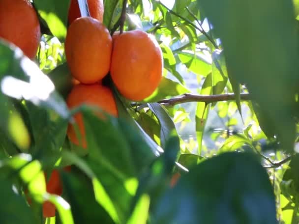 Gamla Tangerine Orchard Valt Fokus Oskärpa Bakgrund — Stockvideo