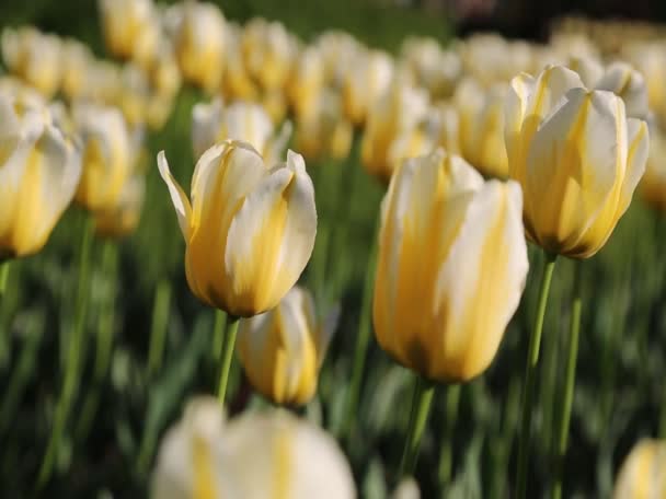 Gerak Indah Bunga Tulip Luar Ruangan — Stok Video