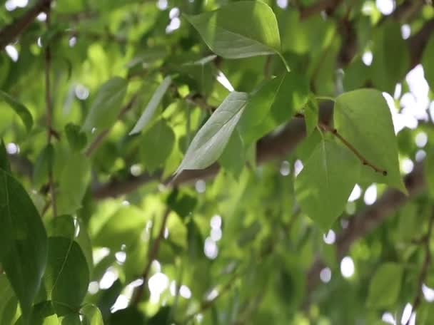 Belle Foglie Verdi Stanno Agitando Sugli Alberi Primavera Concentrazione Selezionata — Video Stock