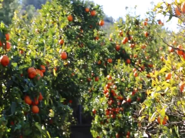 Vecchio Frutteto Tangerino Concentrazione Selezionata Sfocatura Sfondo — Video Stock