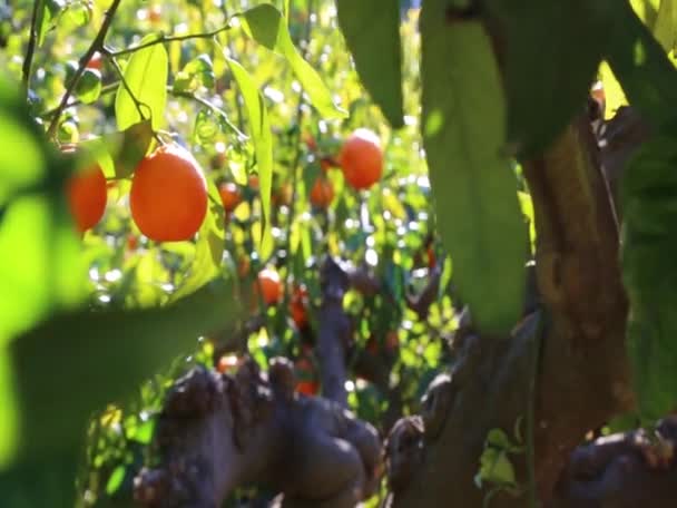 Gamla Tangerine Orchard Valt Fokus Oskärpa Bakgrund — Stockvideo