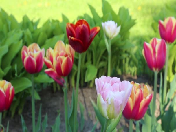 Pohyb Krásné Květy Tulipánů Venkovní — Stock video