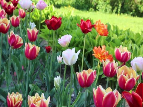 Rörelse Vackra Blommor Tulpaner Utomhus — Stockvideo