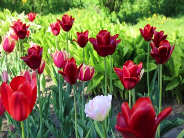 Movimiento Hermosos Tulipanes Flor Aire Libre — Vídeos de Stock