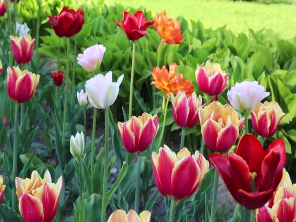 Beweging Van Mooie Bloesemtulpen Buiten — Stockvideo