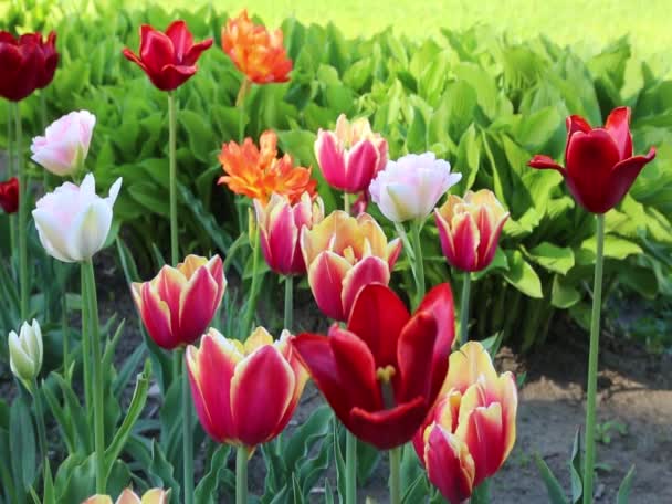Motion Beautiful Blossom Tulips Outdoor — Stock Video