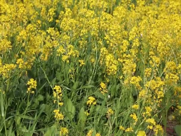 Flores Amarelas Muito Pequenas Estão Florescendo Campo Foco Seleccionado Plano — Vídeo de Stock