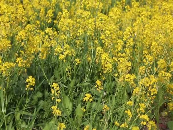 Pretty Small Yellow Flowers Blooming Field Selected Focus Blur Background — Stock Video