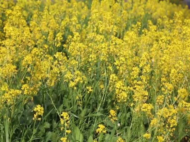 Mooie Kleine Gele Bloemen Bloeit Het Veld Geselecteerde Focus Achtergrond — Stockvideo