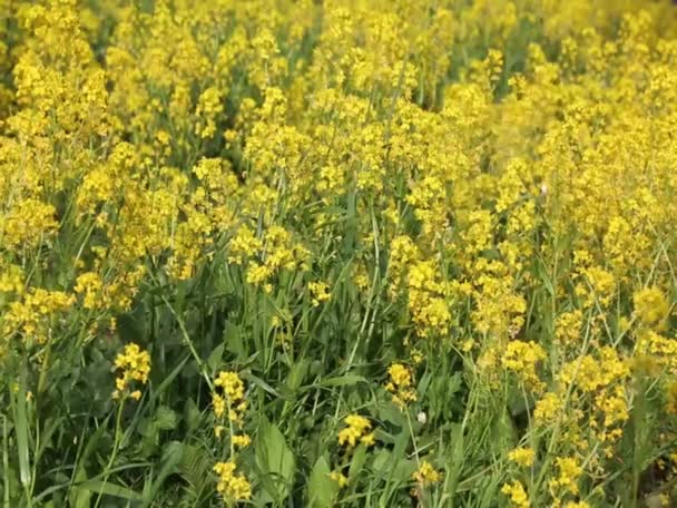 Ganska Små Gula Blommor Blommar Fältet Valda Fokus Oskärpa Bakgrund — Stockvideo