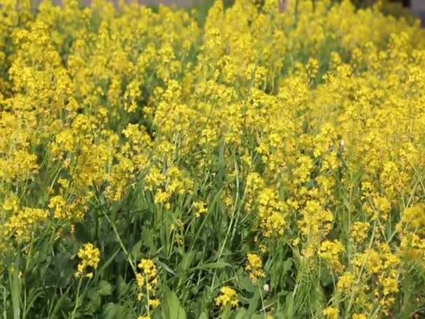 Mooie Kleine Gele Bloemen Bloeit Het Veld Geselecteerde Focus Achtergrond — Stockvideo