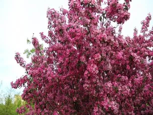 Ljust Rosa Blomma Äppelträd Blommar Stadsparken Vid Springtime Valda Fokus — Stockvideo