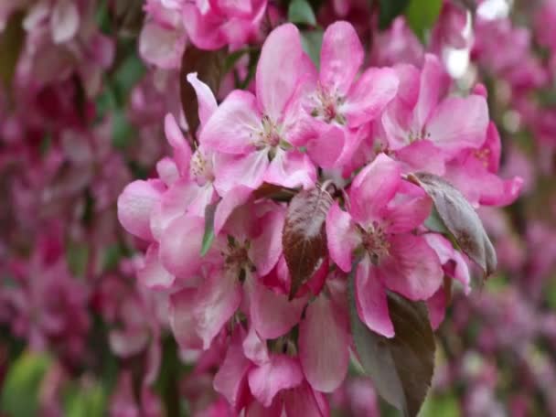 Stadtpark Blüht Zur Frühlingszeit Ein Leuchtend Rosa Blühender Apfelbaum Ausgewählter — Stockvideo