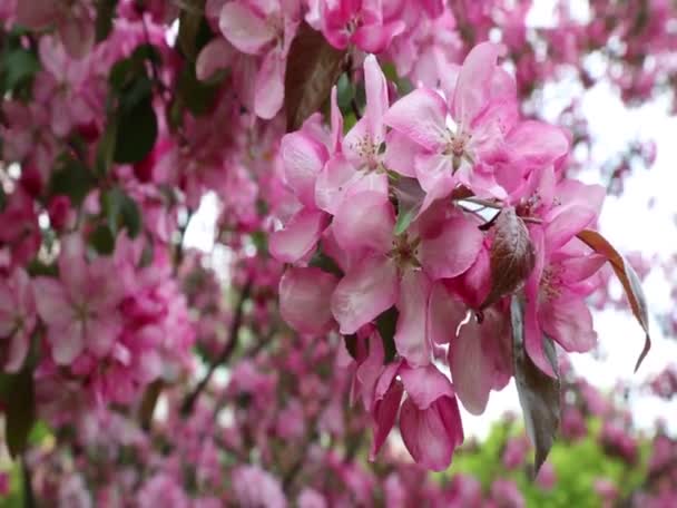 Stadtpark Blüht Zur Frühlingszeit Ein Leuchtend Rosa Blühender Apfelbaum Ausgewählter — Stockvideo