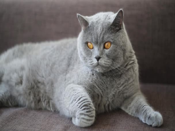 Lustige Britische Katze Einfache Reihe Von Kurzen Filmaufnahmen Die Durch — Stockvideo