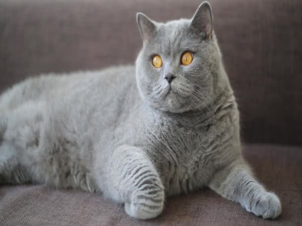 Lustige Britische Katze Einfache Reihe Von Kurzen Filmaufnahmen Die Durch — Stockvideo
