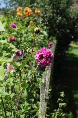 Tender and simple flowers at the country/Beautiful flowers in the village at summertime.