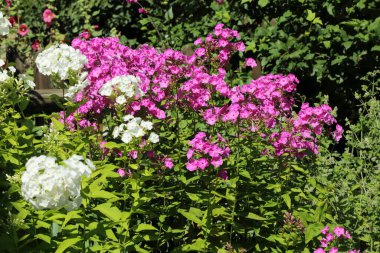 Tender and simple flowers at the country/Beautiful flowers in the village at summertime.