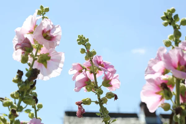 Milde Enkle Blomster Landet Vakre Blomster Bygda Sommeren – stockfoto