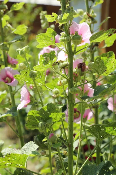 Flores Tiernas Sencillas Campo Hermosas Flores Pueblo Verano — Foto de Stock