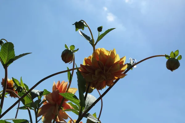 Tender Simple Flowers Country Beautiful Flowers Village Summertime — ストック写真