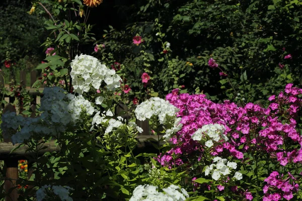 Tender Simple Flowers Country Beautiful Flowers Village Summertime — Stock fotografie