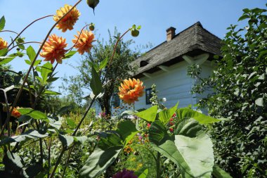 Polonya 'da geleneksel ahşap evler. Kırsaldaki otantik ve tarihi kır evleri. Polonya köyündeki etnografik binalar..