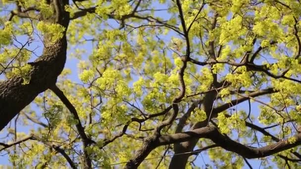 Folhas Verdes Frescas Uma Árvore Primavera — Vídeo de Stock