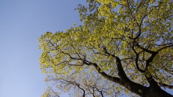 Folhas Verdes Frescas Uma Árvore Primavera — Vídeo de Stock