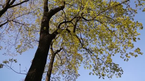 Färska Gröna Blad Ett Träd Våren — Stockvideo