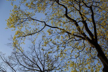 Baharda ağaçtaki taze yeşil yaprakları izle.